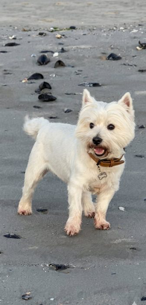 Bailey happy on the beach