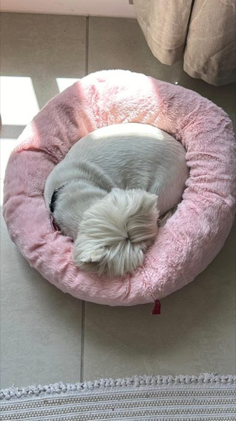 Bailey curled up in her pink bed