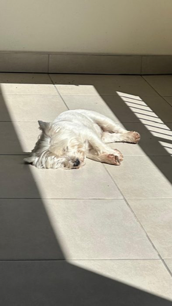 Bailey sleeping in a sunbeam