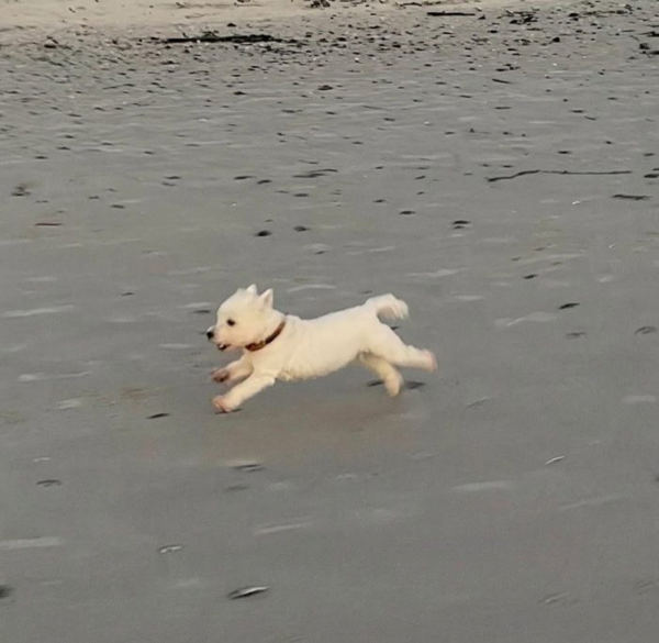 Bailey running on the beach at sunset