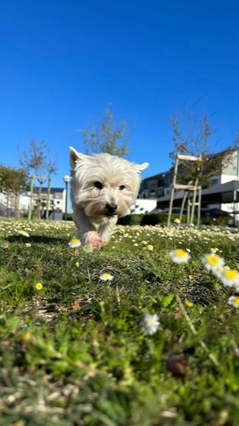 Bailey walking through daisies